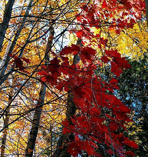 枫叶的花语（探索枫叶的神秘语言）