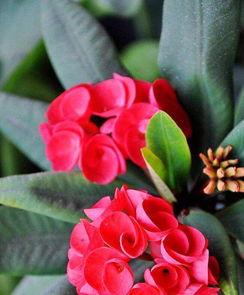 虎刺梅花语（探寻虎刺梅花的寓意与文化价值）