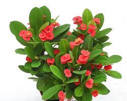 虎刺梅花语（探寻虎刺梅花的寓意与文化价值）