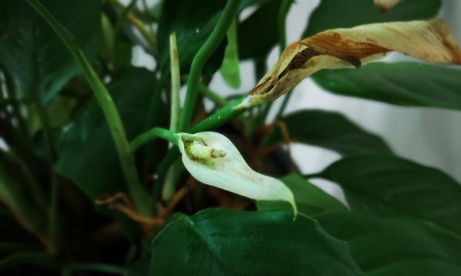 广东万年青开花的寓意（永恒的希望与生机）