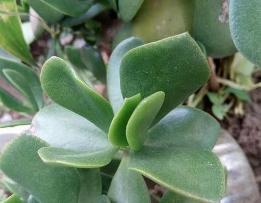 广东万年青开花的寓意（永恒的希望与生机）