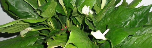 广东万年青开花的寓意（永恒的希望与生机）