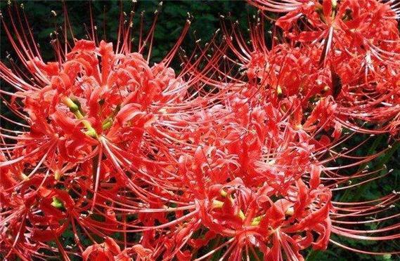 曼珠沙华的花语（曼珠沙华花语的深意和传承意义）