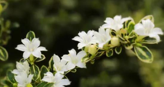 六月雪——花开如雪，美丽绽放（一缕清香）