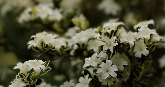六月雪——花开如雪，美丽绽放（一缕清香）