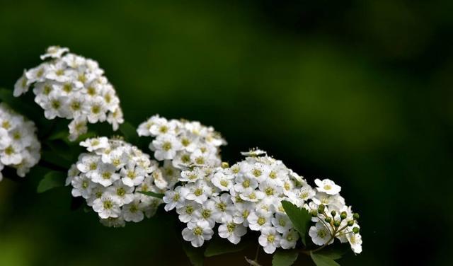 六月雪——花开如雪，美丽绽放（一缕清香）