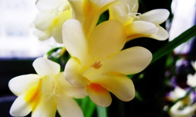 香雪兰花——美丽与坚韧并存的象征（寓意深远的雪山精灵）