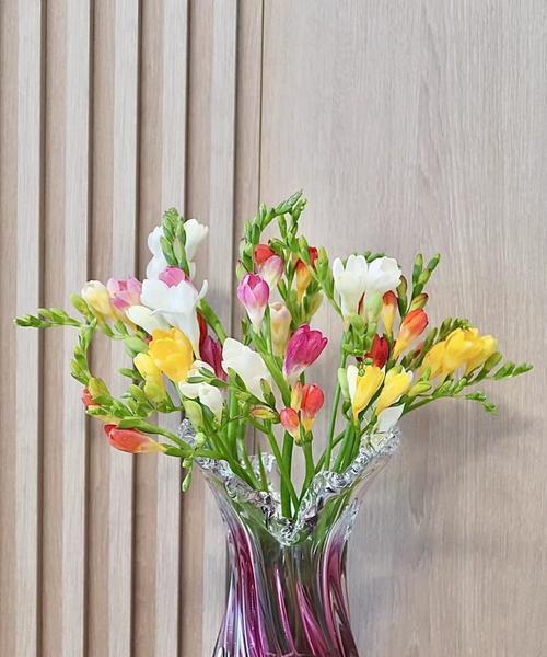 香雪兰花——美丽与坚韧并存的象征（寓意深远的雪山精灵）