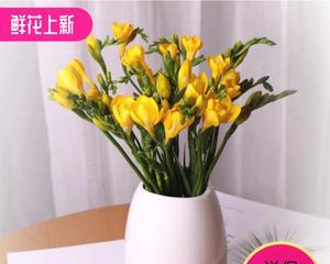 香雪兰花——美丽与坚韧并存的象征（寓意深远的雪山精灵）