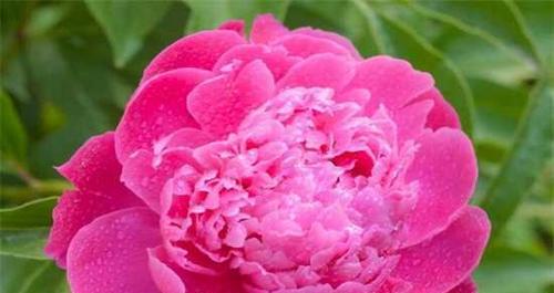 探秘芍药花的花语之意义与传说（探索芍药花的神秘花语）