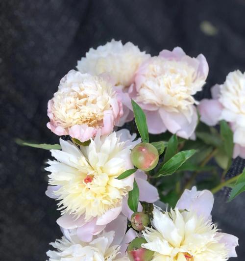 探秘芍药花的花语之意义与传说（探索芍药花的神秘花语）