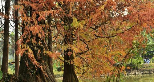落羽杉的寓意与启示（探索自然中的深意）