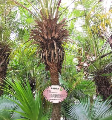 美丽针葵（解读美丽针葵的象征意义与神秘力量）