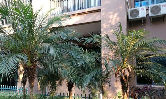 美丽针葵（解读美丽针葵的象征意义与神秘力量）