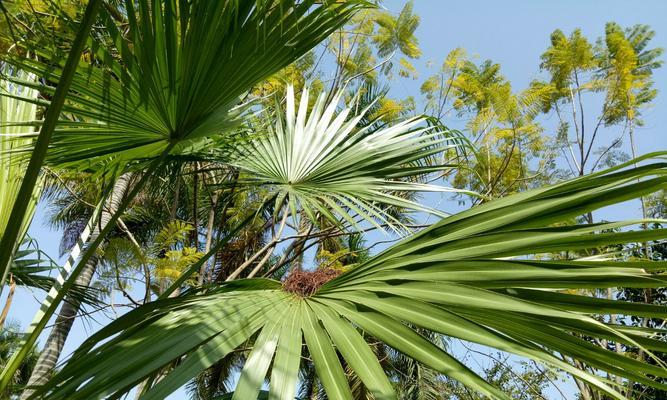 美丽针葵（解读美丽针葵的象征意义与神秘力量）
