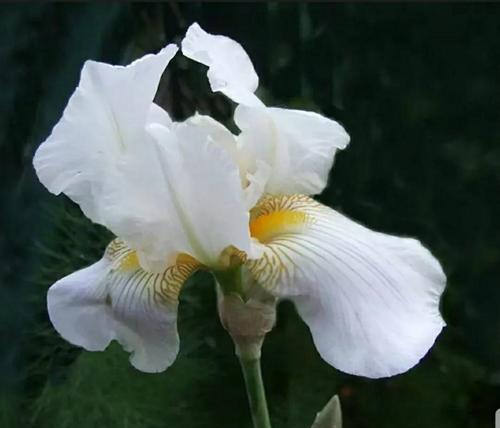 花语魅惑——探寻以兰花为主题的花语之美（沉醉于兰花芬芳中的诱惑力量）