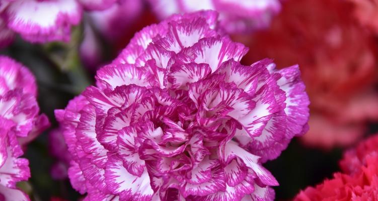 花语魅惑——探寻以兰花为主题的花语之美（沉醉于兰花芬芳中的诱惑力量）