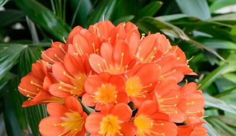 花语魅惑——探寻以兰花为主题的花语之美（沉醉于兰花芬芳中的诱惑力量）