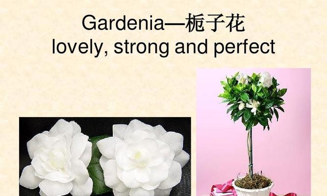 栀子花的花语与神话故事（探寻栀子花的美丽秘密）