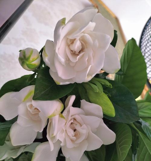 栀子花的花语与神话故事（探寻栀子花的美丽秘密）