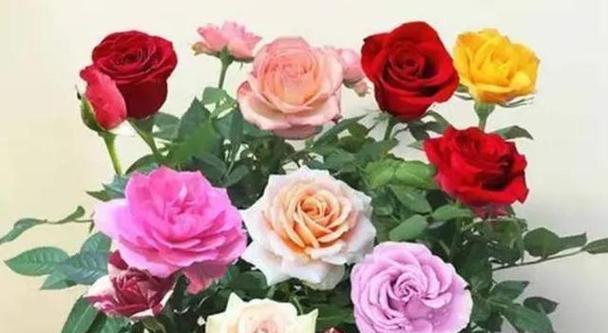 玫瑰家庭（走进爱的花园）