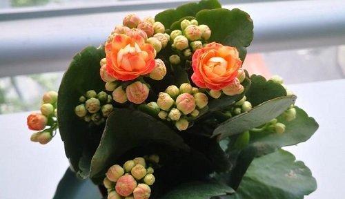 长寿花老化的原因及影响（探索长寿花的生命之谜）
