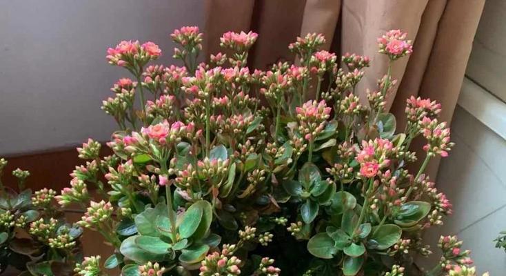 长寿花老化的原因及影响（探索长寿花的生命之谜）