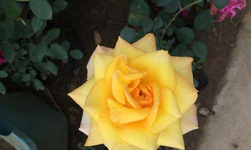 黄色月季花的象征意义（揭开黄色月季花的神秘面纱）