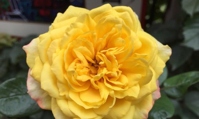 黄色月季花的象征意义（揭开黄色月季花的神秘面纱）