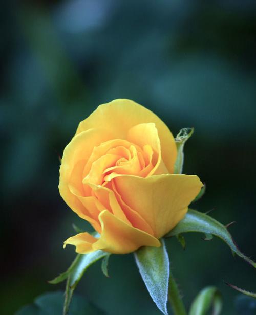 黄色月季花的象征意义（揭开黄色月季花的神秘面纱）