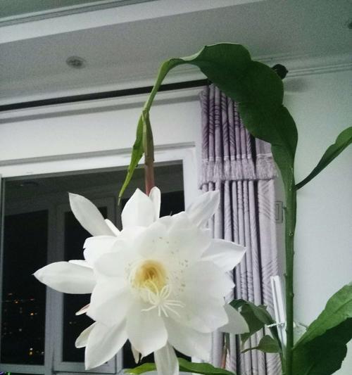 花语之美——迷迭香、蒲公英、昙花的启示（鲜花之语）