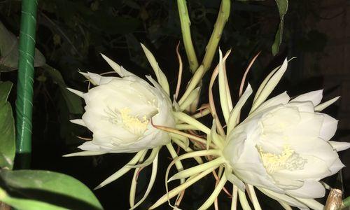 花语之美——迷迭香、蒲公英、昙花的启示（鲜花之语）
