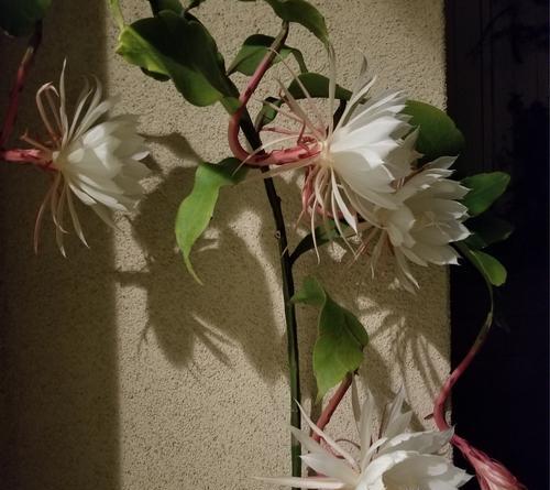 花语之美——迷迭香、蒲公英、昙花的启示（鲜花之语）