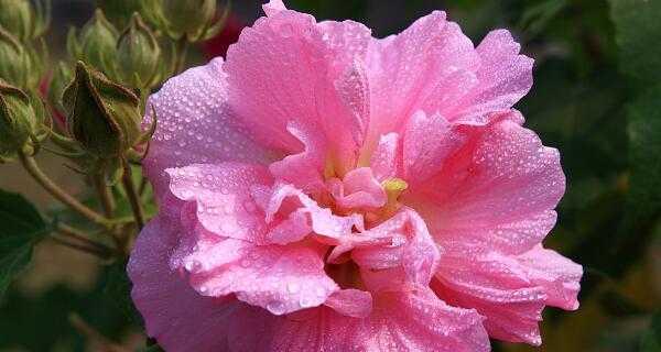 芙蓉花的花语与代表意义（探寻芙蓉花的美丽与深意）