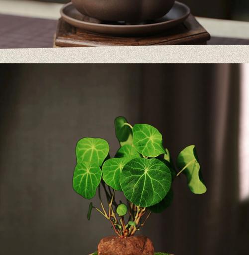 以象征禅意的植物为主题的文章（探索内心宁静的禅意植物之旅）
