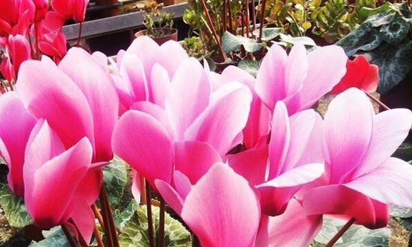 春天花开花语大全（春天花的花语及象征意义全解析）