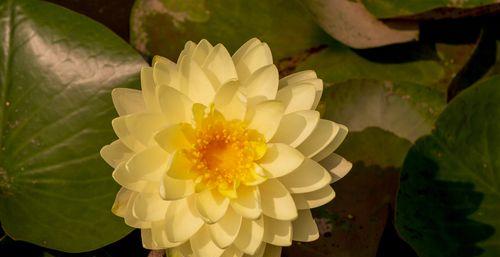 以香槟睡莲花语——美丽与神秘的象征（唤起心灵的艺术之花）