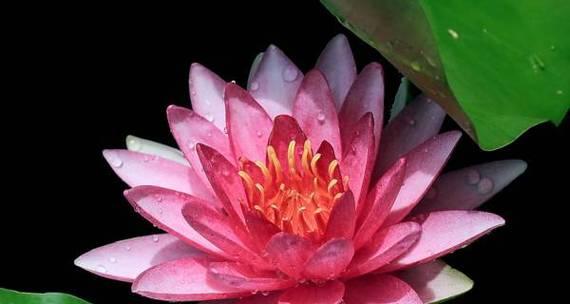 以香槟睡莲花语——美丽与神秘的象征（唤起心灵的艺术之花）