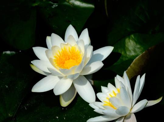 以香槟睡莲花语——美丽与神秘的象征（唤起心灵的艺术之花）