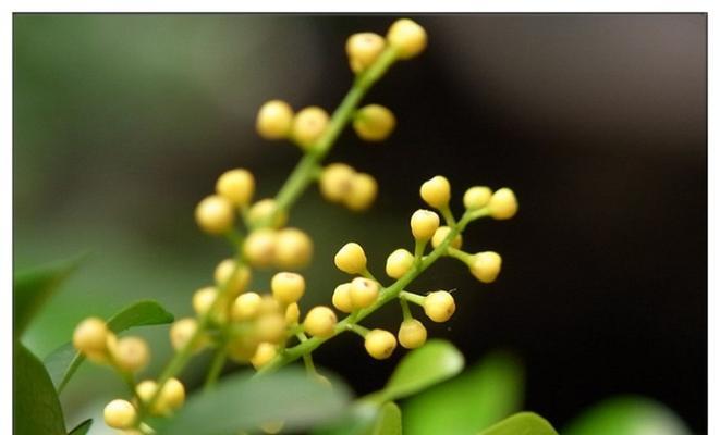 米兰花语之美——赋予生命以柔情（探索米兰花语的深层含义与诠释）