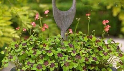 梦想之花（以花为媒介）