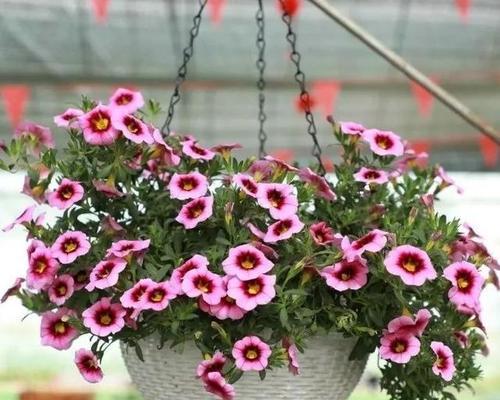 梦想之花（以花为媒介）