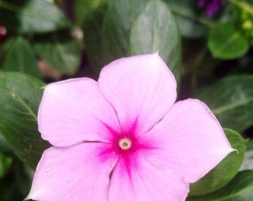 梦想之花（以花为媒介）