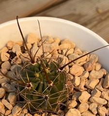 探索以冠径的意义与应用（揭示以冠径的起源与发展）