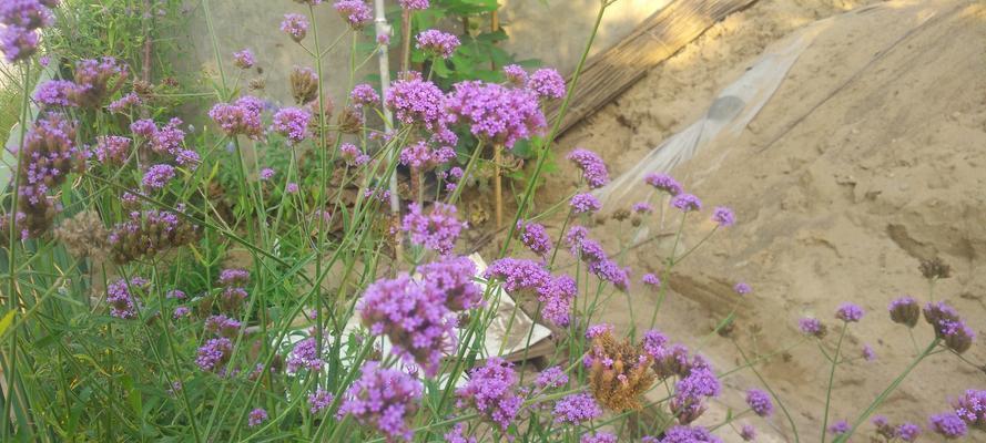 探索以冠径的意义与应用（揭示以冠径的起源与发展）