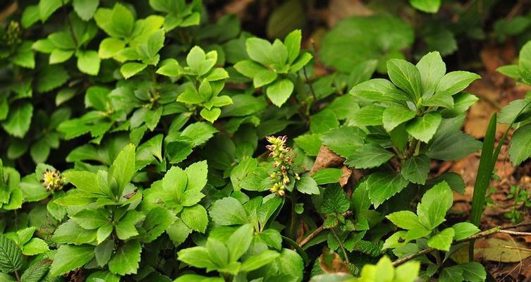 探索以冠径的意义与应用（揭示以冠径的起源与发展）