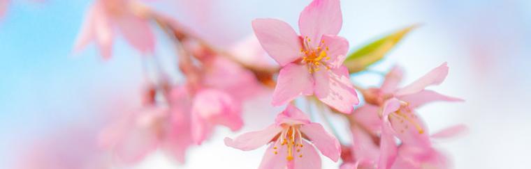 樱花的花语和传说（探寻樱花的寓意和神话传说）