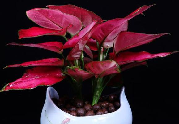 吉利红开花的时间与寓意（热情绽放的吉利红）