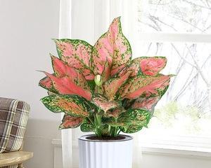 吉利红开花的时间与寓意（热情绽放的吉利红）