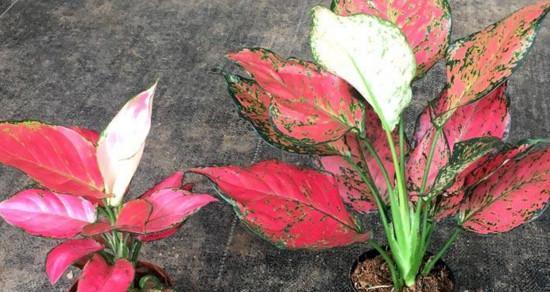 吉利红开花的时间与寓意（热情绽放的吉利红）